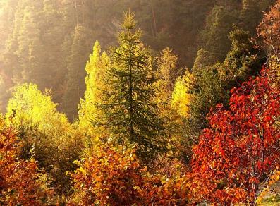 FOLIAGE IN VALLE D’AOSTA